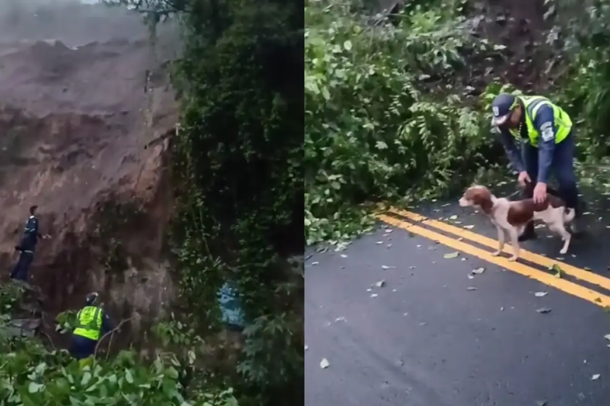 PMT rescata a perro tras el derrumbe sobre la avenida Hincapié., Captura de pantalla video Facebook.