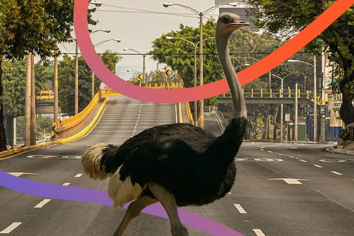 Corre por el Zoo, Cortesía