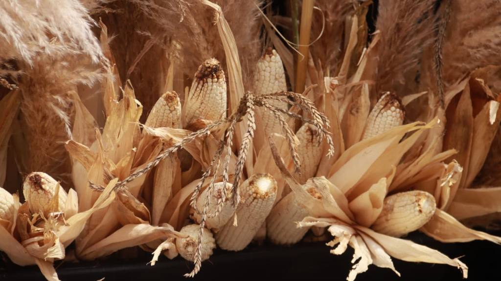 Lanzamiento Oro Maya Blanca | Alejandro Meoño