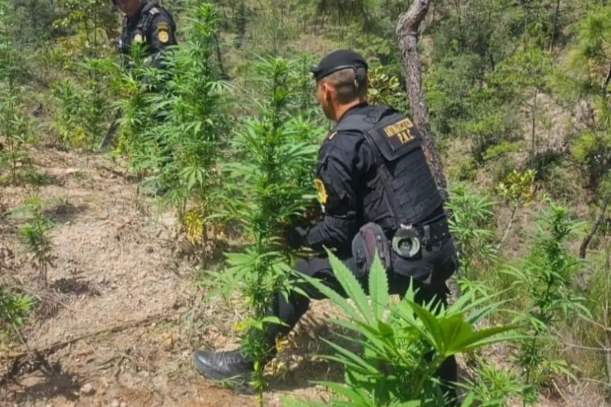 La PNC ubicó y erradicó más de 14 mil matas de marihuana., PNC de Guatemala.