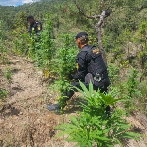 La PNC ubicó y erradicó más de 14 mil matas de marihuana. ,PNC de Guatemala.