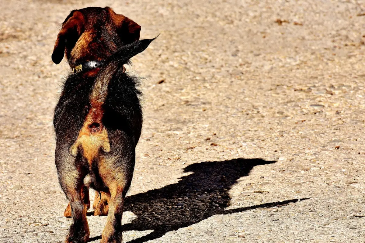 perro salchicha de pelo duro., Pixabay