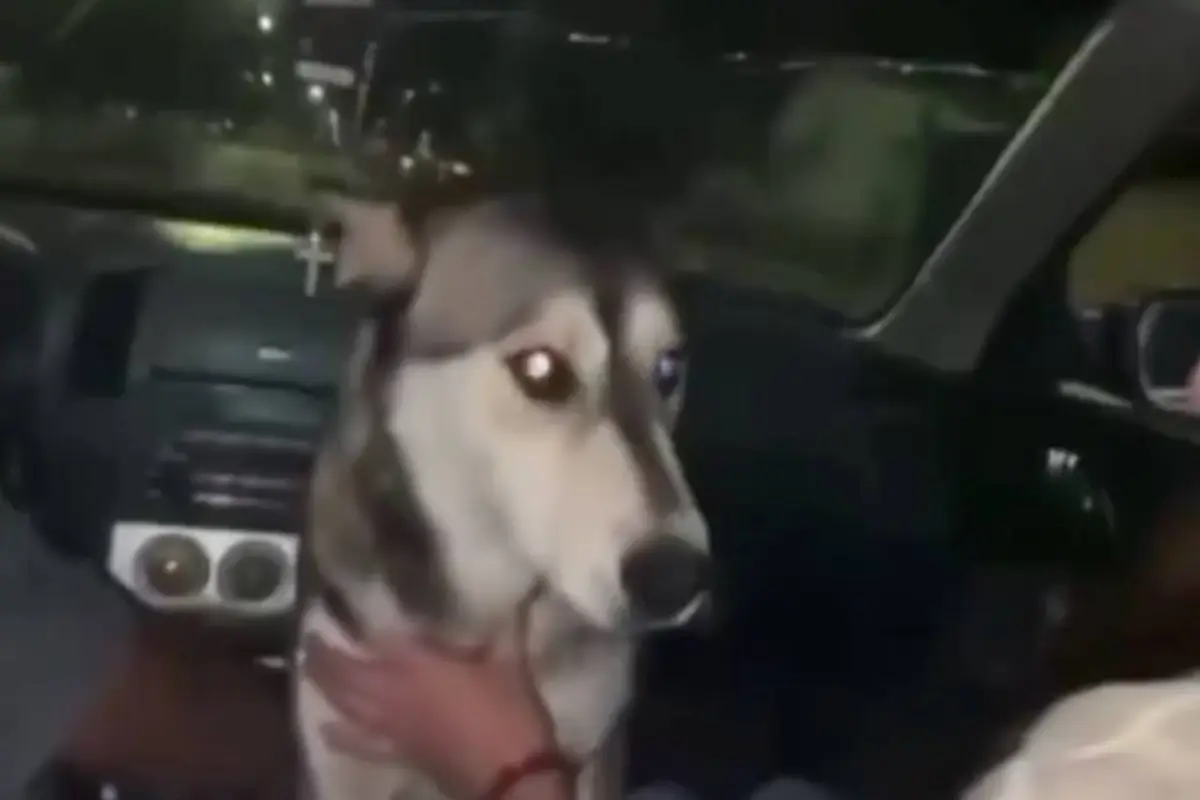 Caso de maltrato animal en México. , Captura de pantalla video X.