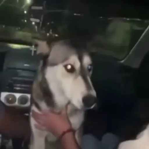 Caso de maltrato animal en México.  ,Captura de pantalla video X.