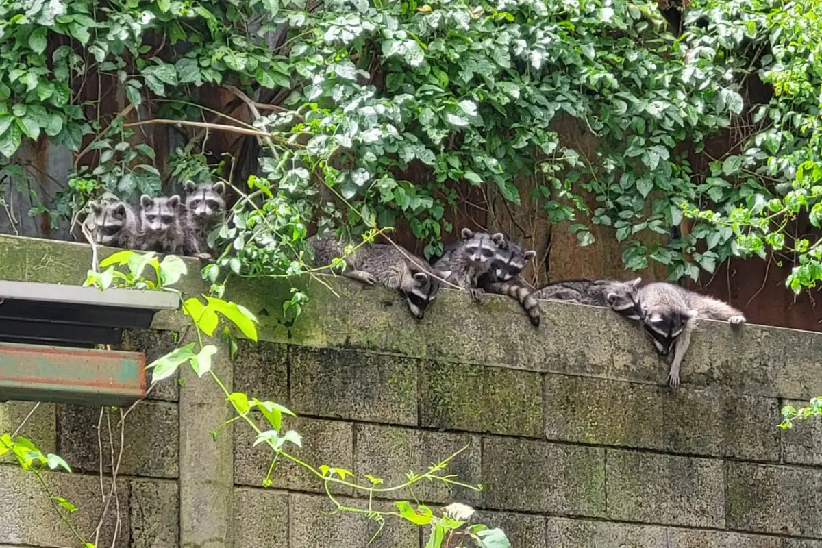 Los mapaches del parque Erick Barrondo fueron vistos el pasado miércoles en el lugar., Parque Erick Barrondo.