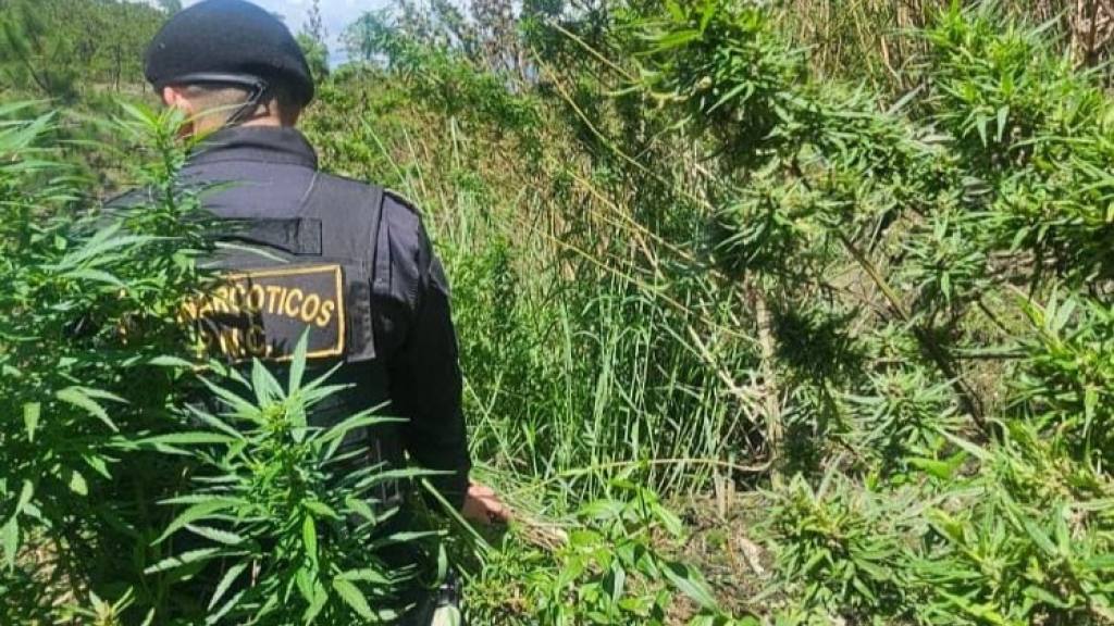 Erradican plantas de marihuana valoradas en Q8.6 millones | PNC de Guatemala