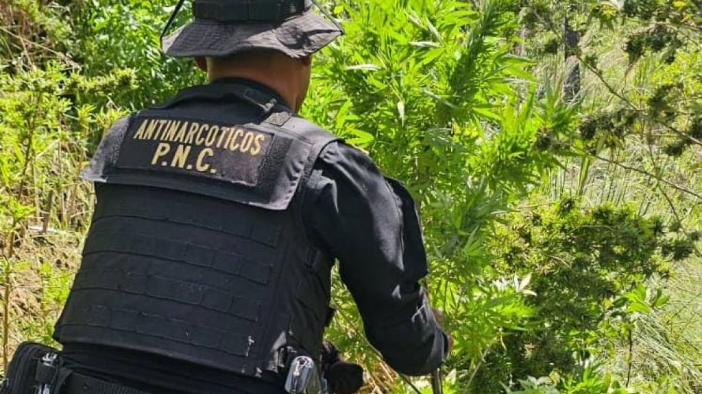 Erradican plantas de marihuana valoradas en Q8.6 millones | PNC de Guatemala