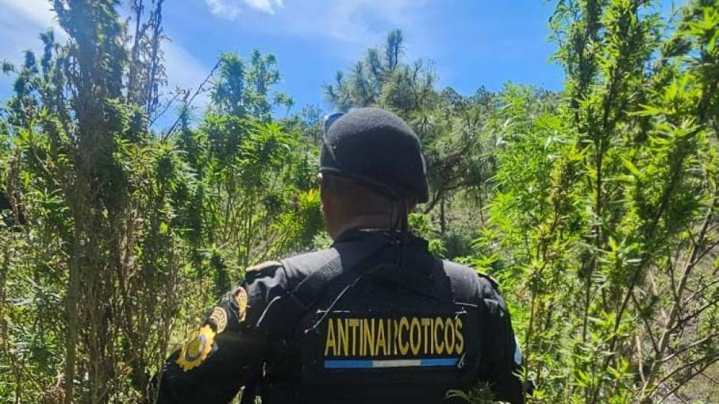 Erradican plantas de marihuana valoradas en Q8.6 millones | PNC de Guatemala