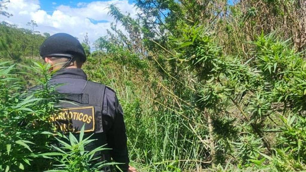 Erradican plantas de marihuana valoradas en Q8.6 millones | PNC de Guatemala