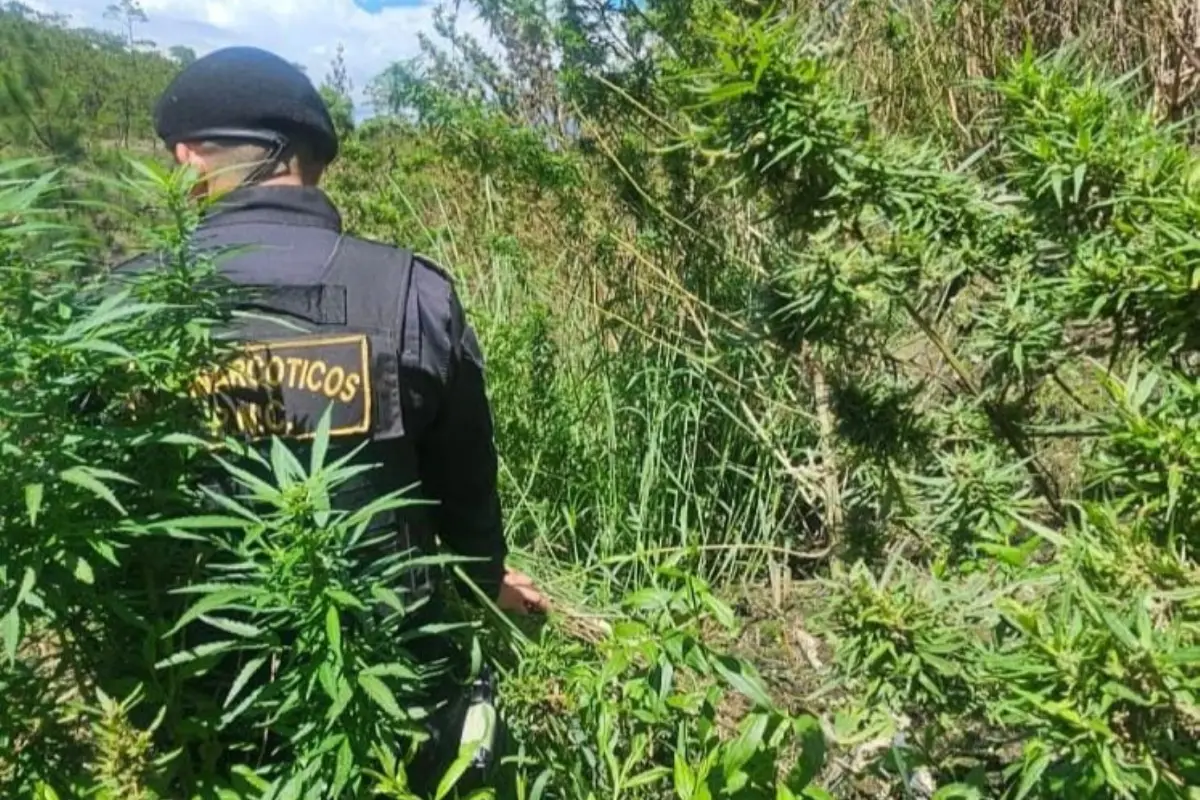 La droga fue erradicada por la PNC en el mismo lugar donde fue encontrada., PNC de Guatemala.