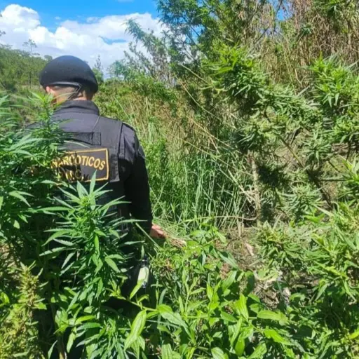 La droga fue erradicada por la PNC en el mismo lugar donde fue encontrada. ,PNC de Guatemala.