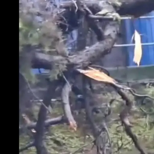 . ,PMT capitalina/Montejo