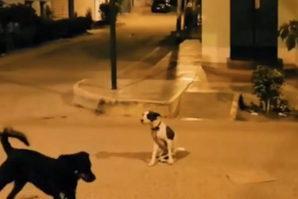 Video viral en TikTok. , Captura de pantalla video X.