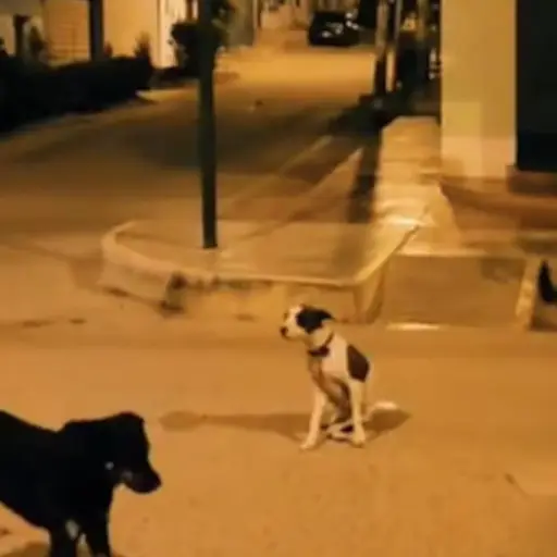 Video viral en TikTok.  ,Captura de pantalla video X.