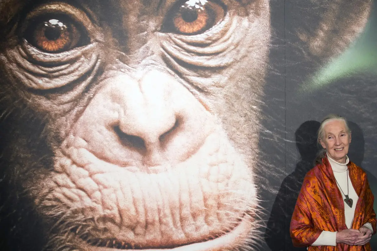 Murió Jane Goodall, experta mundial en chimpancés, EFE