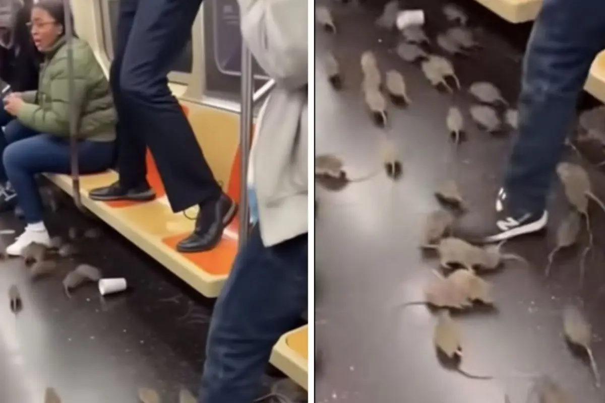 mpacto en el metro Nueva York tras irrupción repentina de ratas., Captura de pantalla video Facebook.