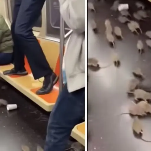 mpacto en el metro Nueva York tras irrupción repentina de ratas. ,Captura de pantalla video Facebook.