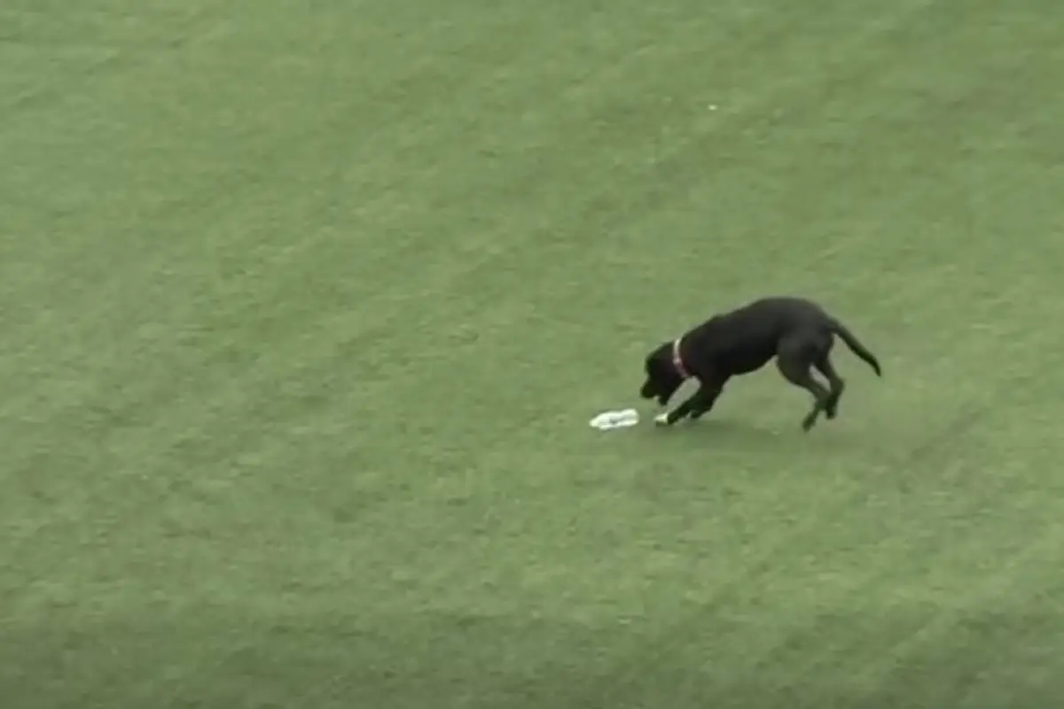 Perrito irrumpe en el campo y detiene partido entre Guatemala y El Salvador., Captura de pantalla video Facebook.