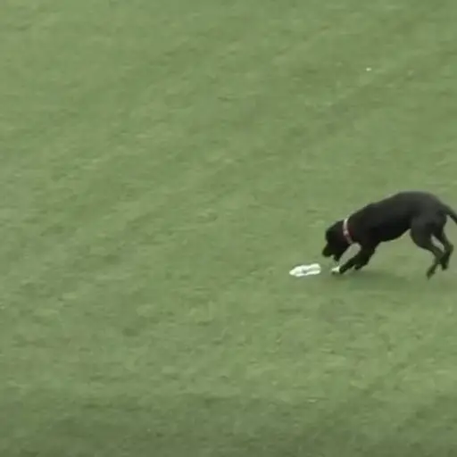 Perrito irrumpe en el campo y detiene partido entre Guatemala y El Salvador. ,Captura de pantalla video Facebook.