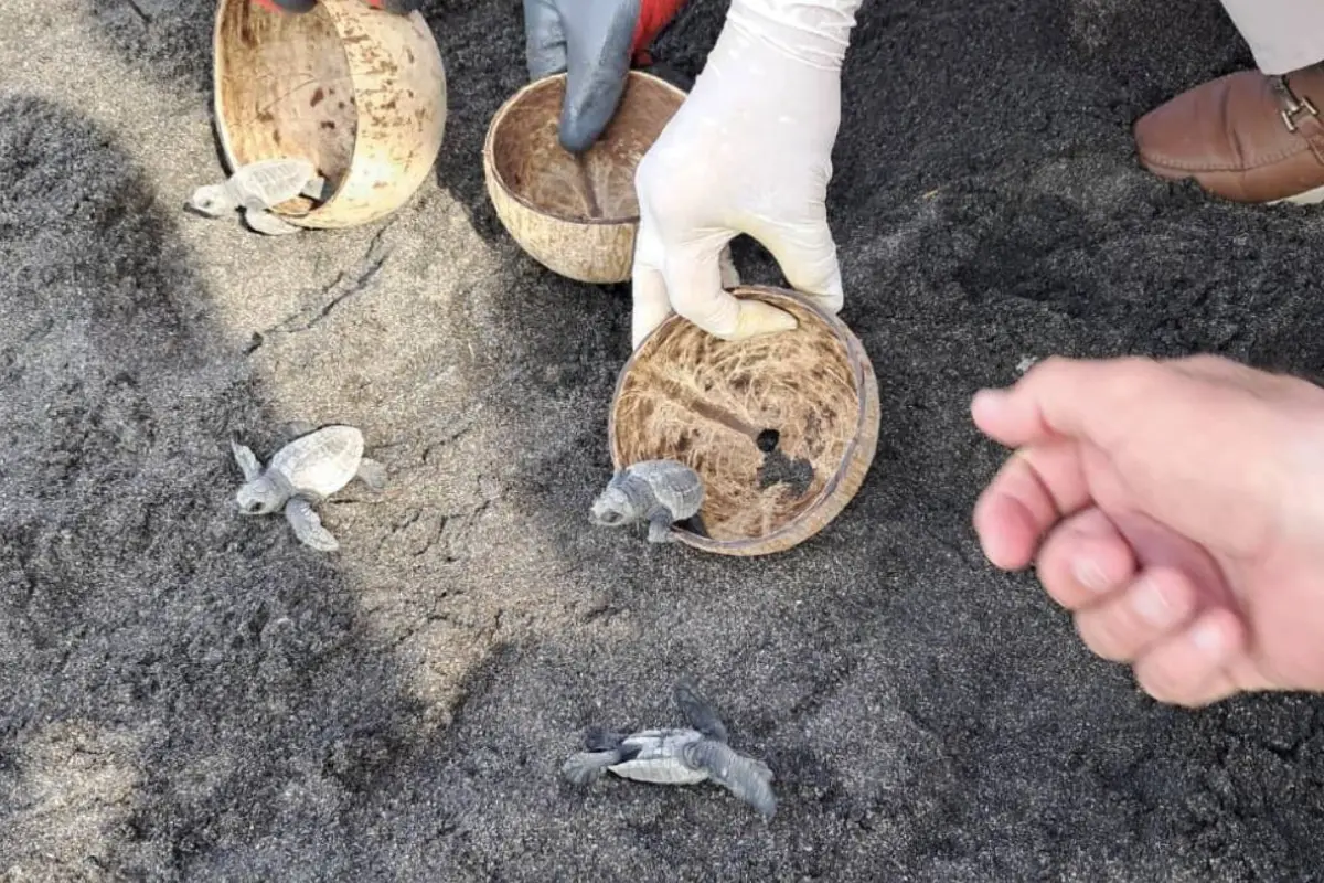 Tortugario, Tortugario