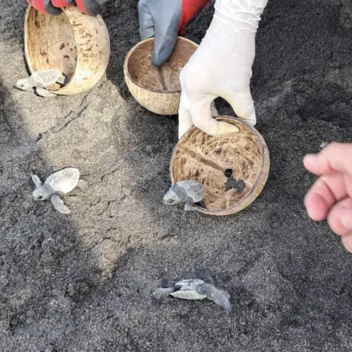 Tortugario ,Tortugario