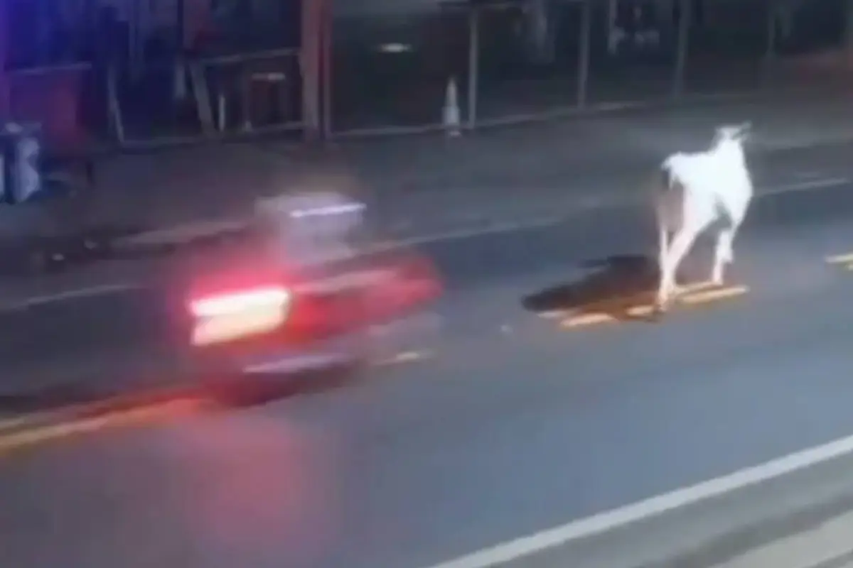 Futbolista brasileño de 20 años muere tras chocar su moto con una vaca en Piauí., Captura de pantalla video X.