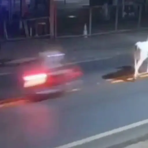 Futbolista brasileño de 20 años muere tras chocar su moto con una vaca en Piauí. ,Captura de pantalla video X.