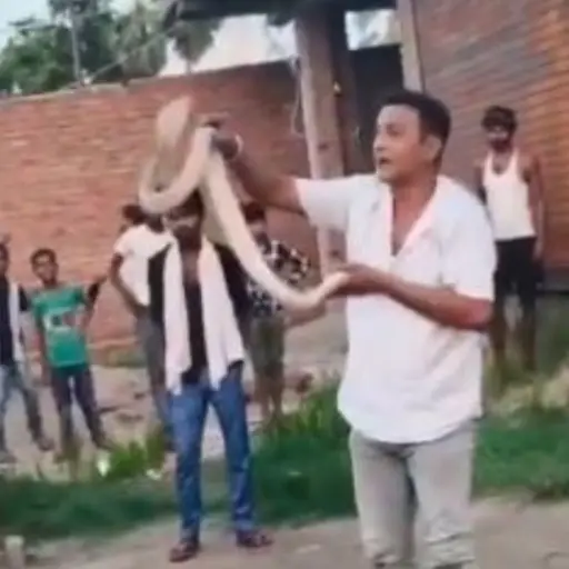 Domador de cobras.  ,Redes sociales.