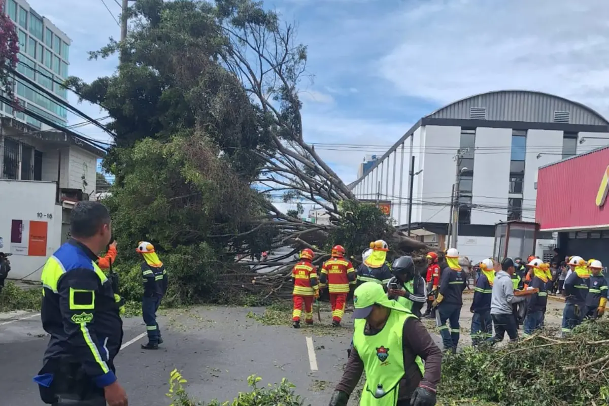 Personal retira el árbol que obstruyó la vía en la 19 calle de la zona 10., FOTO MUNI GUATE