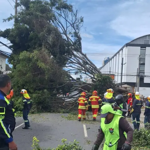 Personal retira el árbol que obstruyó la vía en la 19 calle de la zona 10. ,FOTO MUNI GUATE