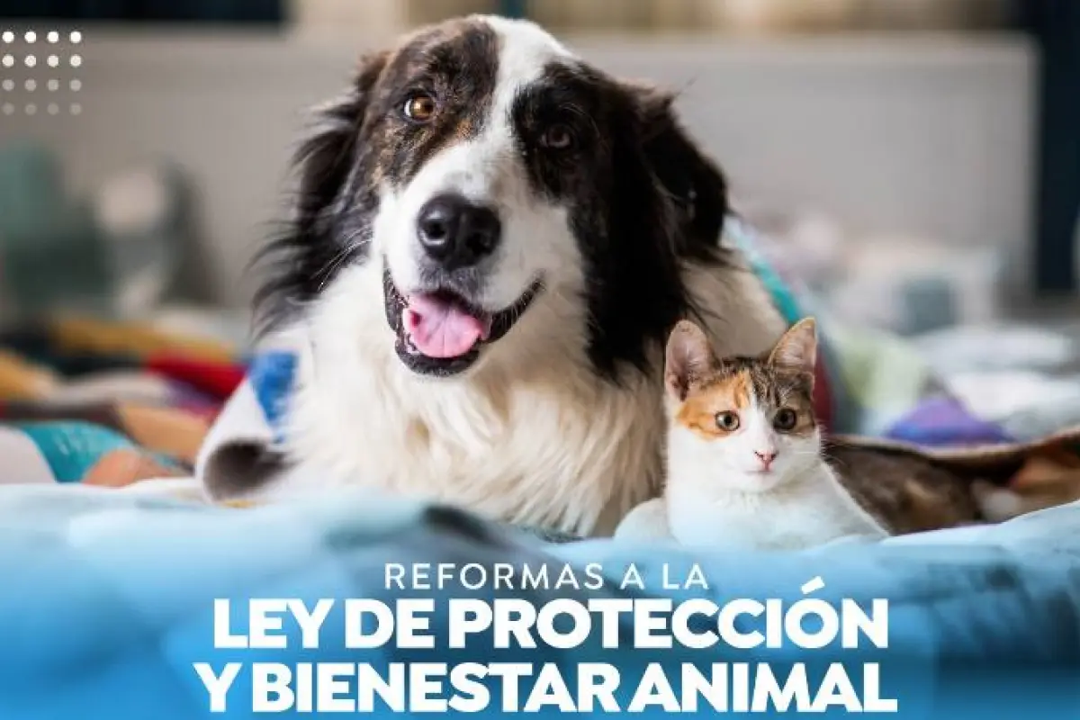 Reformas para Bienestar animal , Congreso