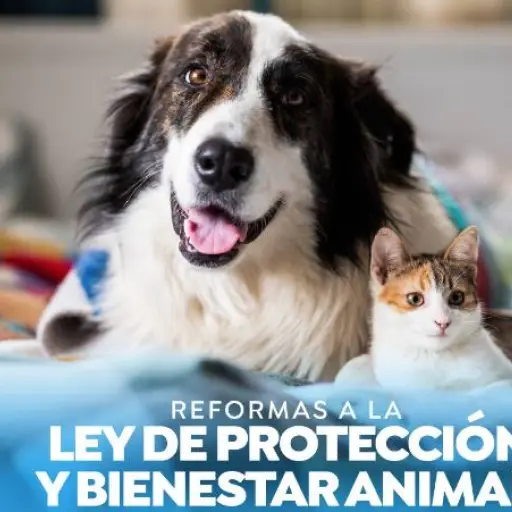 Reformas para Bienestar animal  ,Congreso