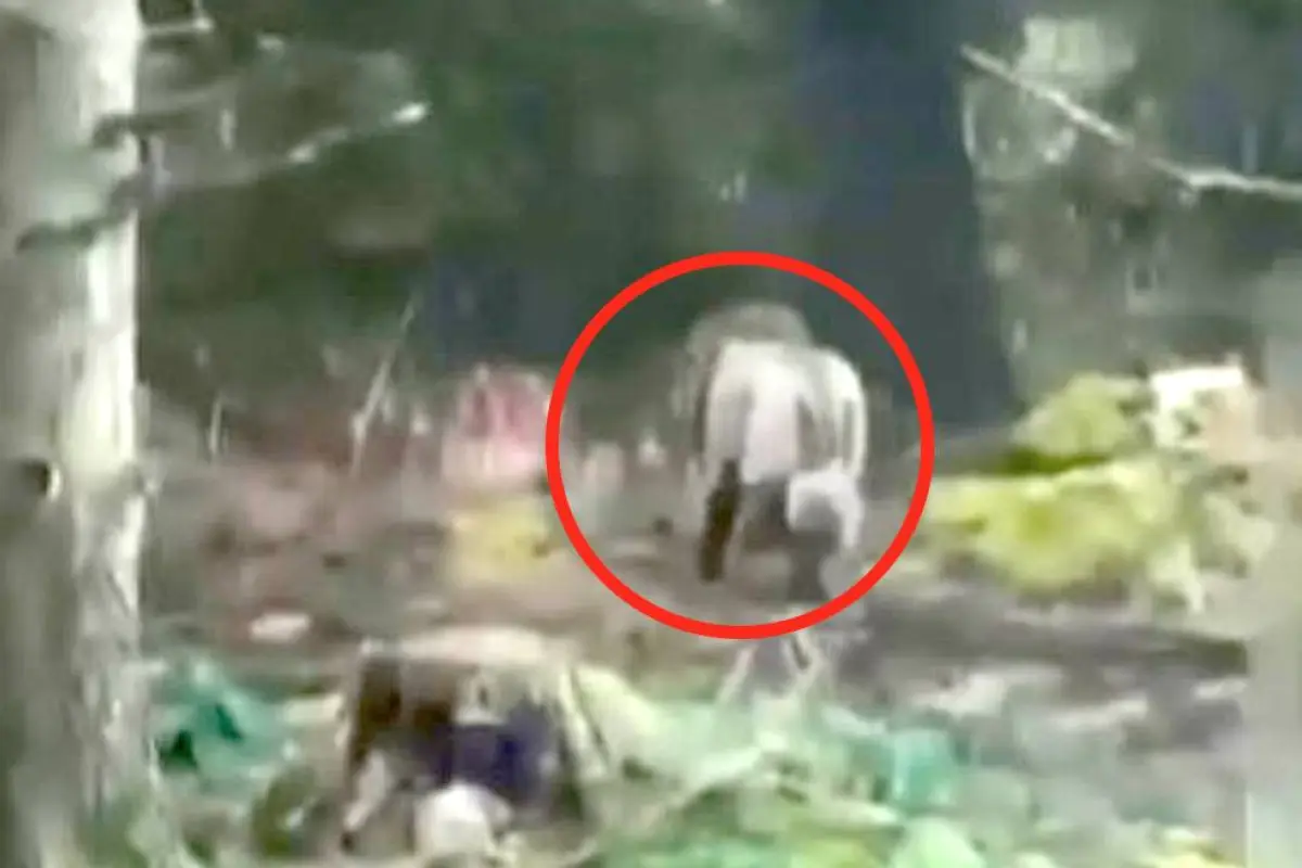 El falso león que puso en alerta a todo un pueblo., Captura de pantalla video X.