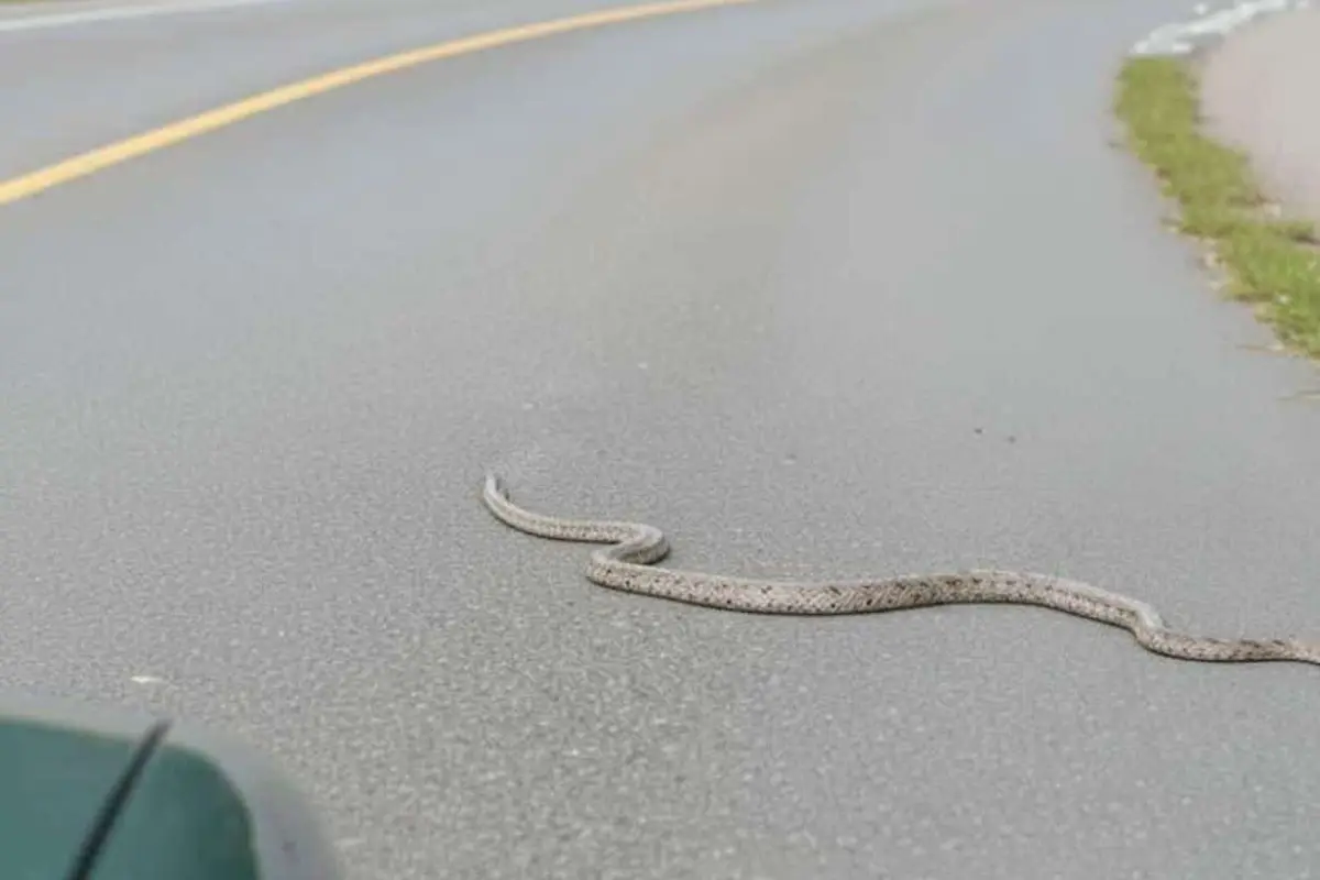 Acto de empatía en la Ruta Nacional 14., Captura de pantalla video X.