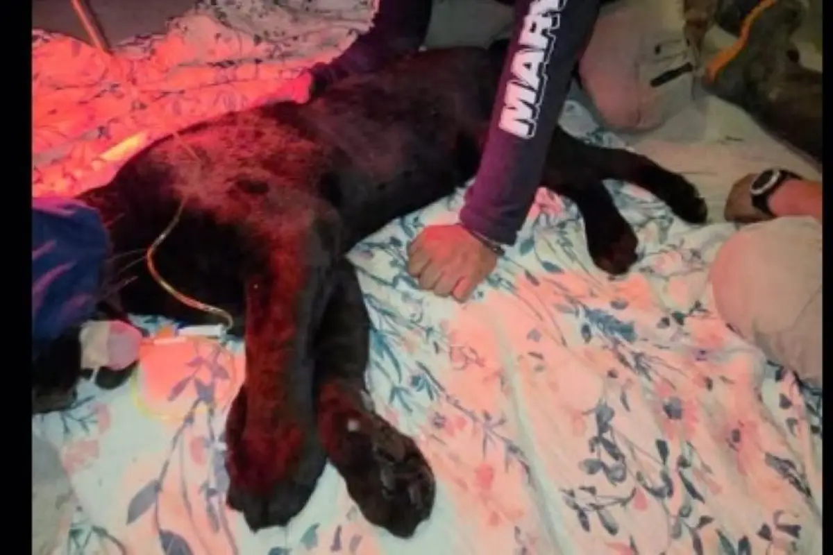 En redes sociales circularon imágenes del jaugar melánico juvenil recuperado., Redes sociales.