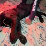 En redes sociales circularon imágenes del jaugar melánico juvenil recuperado. ,Redes sociales.