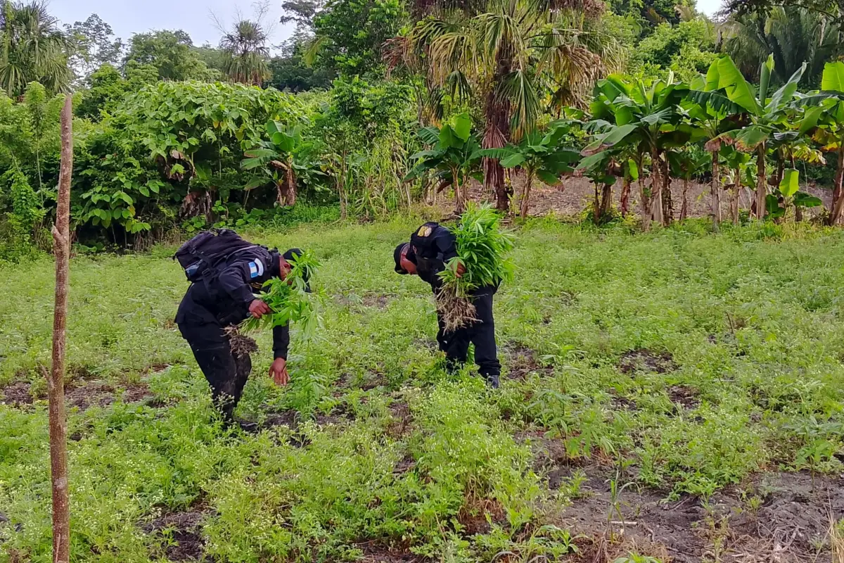 Agents de la PNC se encargaron de erradicar la plantación del estupefaciente., PNC de Guatemala.
