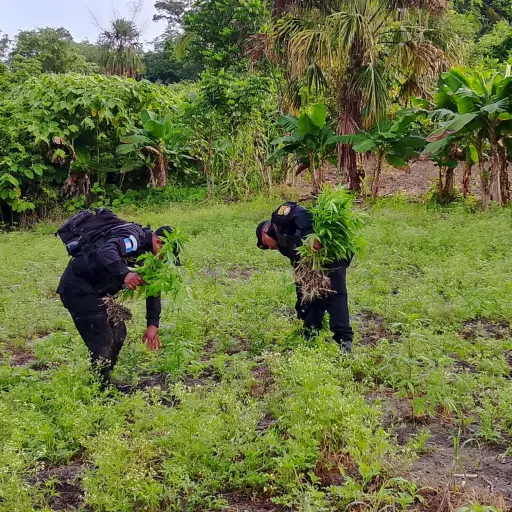 Agents de la PNC se encargaron de erradicar la plantación del estupefaciente. ,PNC de Guatemala.