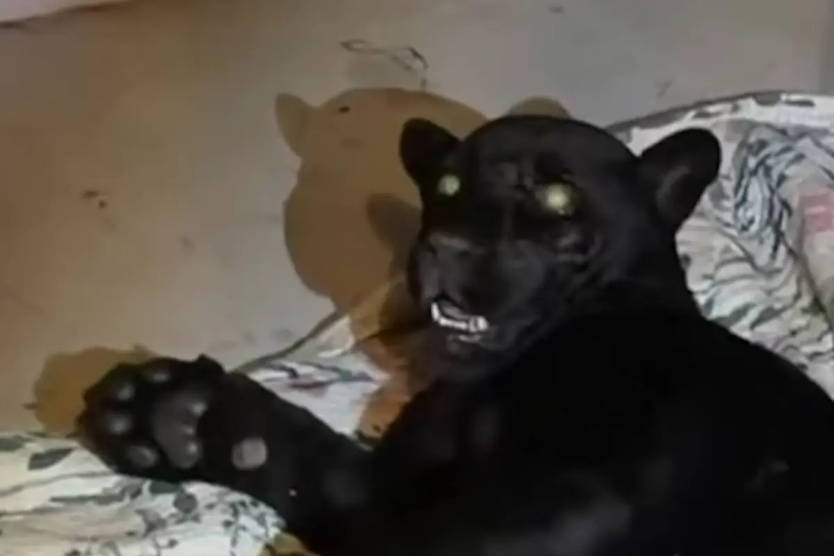 Recate de jaguar en San Juan Sacatepéquez. , Captura de pantalla video Facebook.