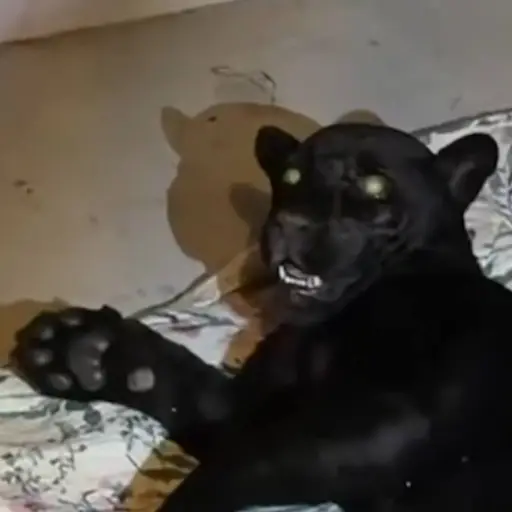 Recate de jaguar en San Juan Sacatepéquez.  ,Captura de pantalla video Facebook.