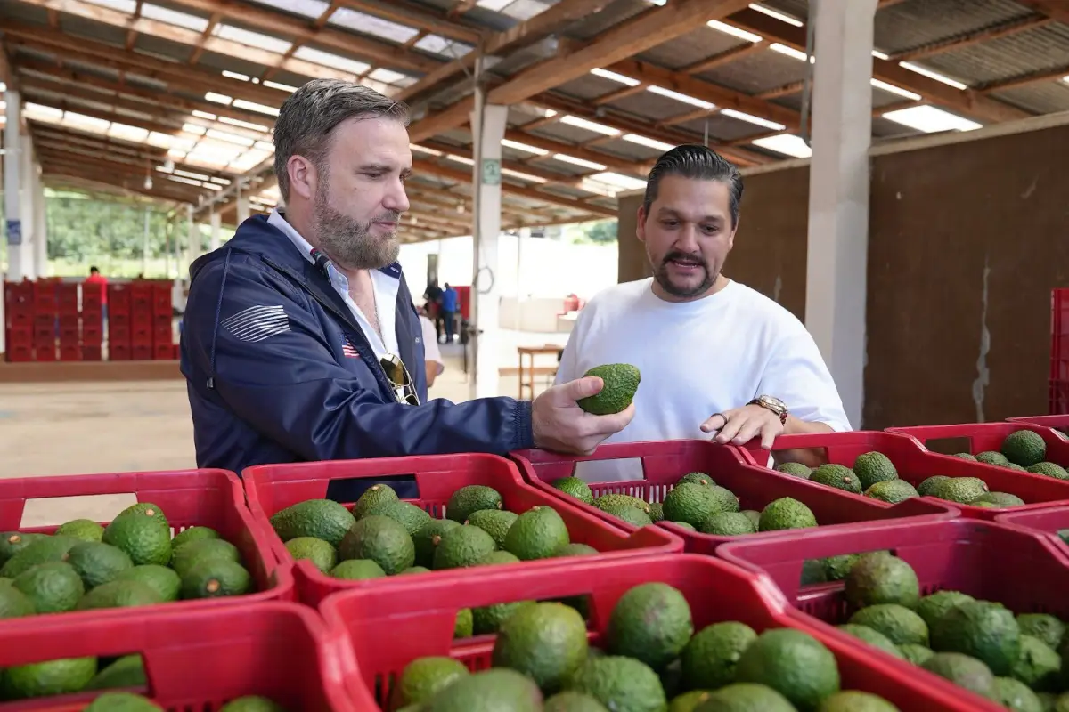 El embajador de EE. UU. en Guatemala, Tobin Bradley, (con chumpa azul) visitó la Finca “Las Pilas”, donde observó el proceso de cosecha de aguacates., Embajada de EE.UU. en Guatemala.