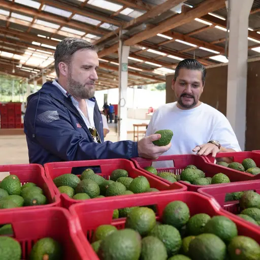 El embajador de EE. UU. en Guatemala, Tobin Bradley, (con chumpa azul) visitó la Finca Las Pilas, donde observó el proceso de cosecha de aguacates. ,Embajada de EE.UU. en Guatemala.
