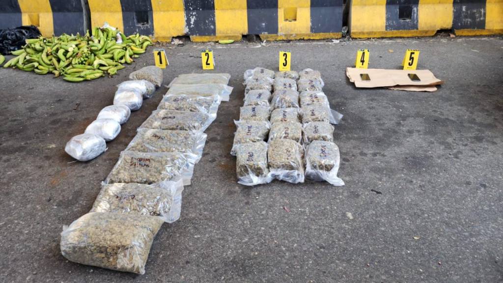 Decomisan 39 kilos de marihuana ocultos entre plátanos | PNC y MP.