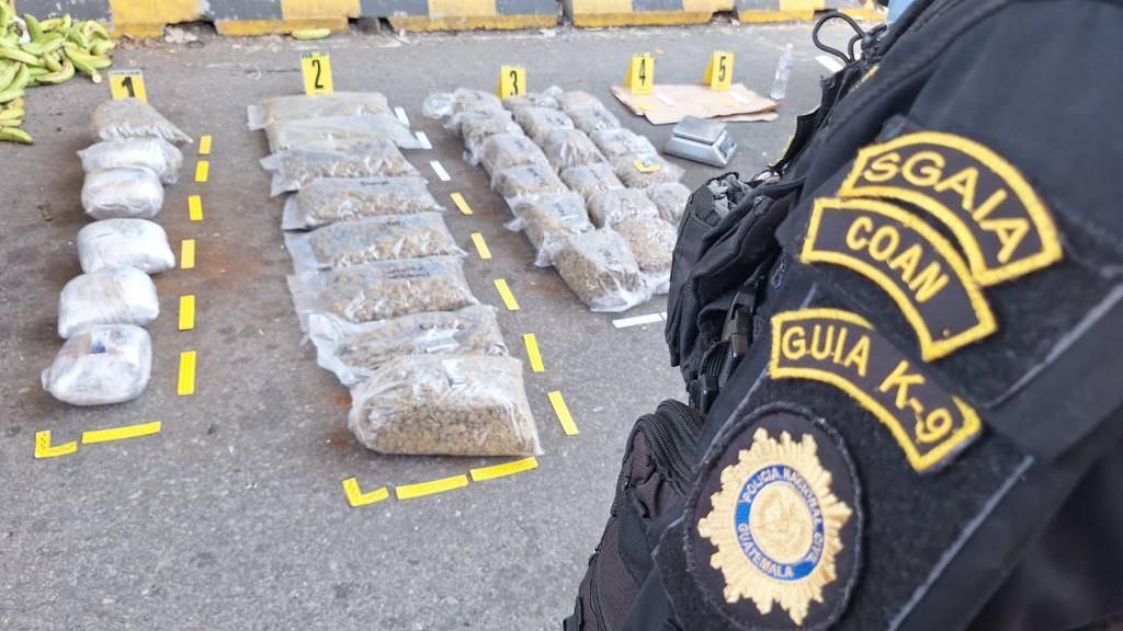 Decomisan 39 kilos de marihuana ocultos entre plátanos | PNC y MP.