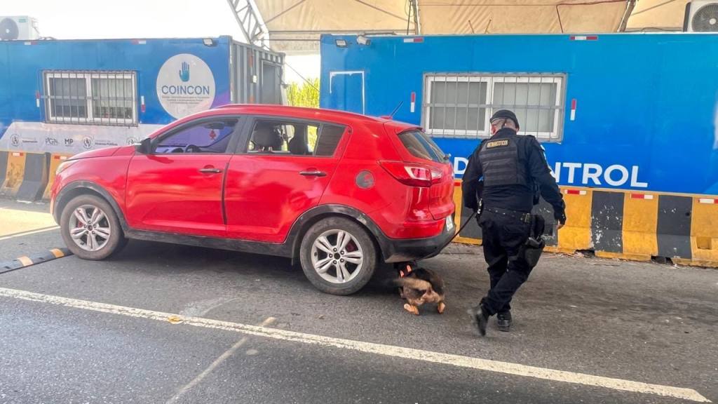 Decomisan 39 kilos de marihuana ocultos entre plátanos | PNC y MP.