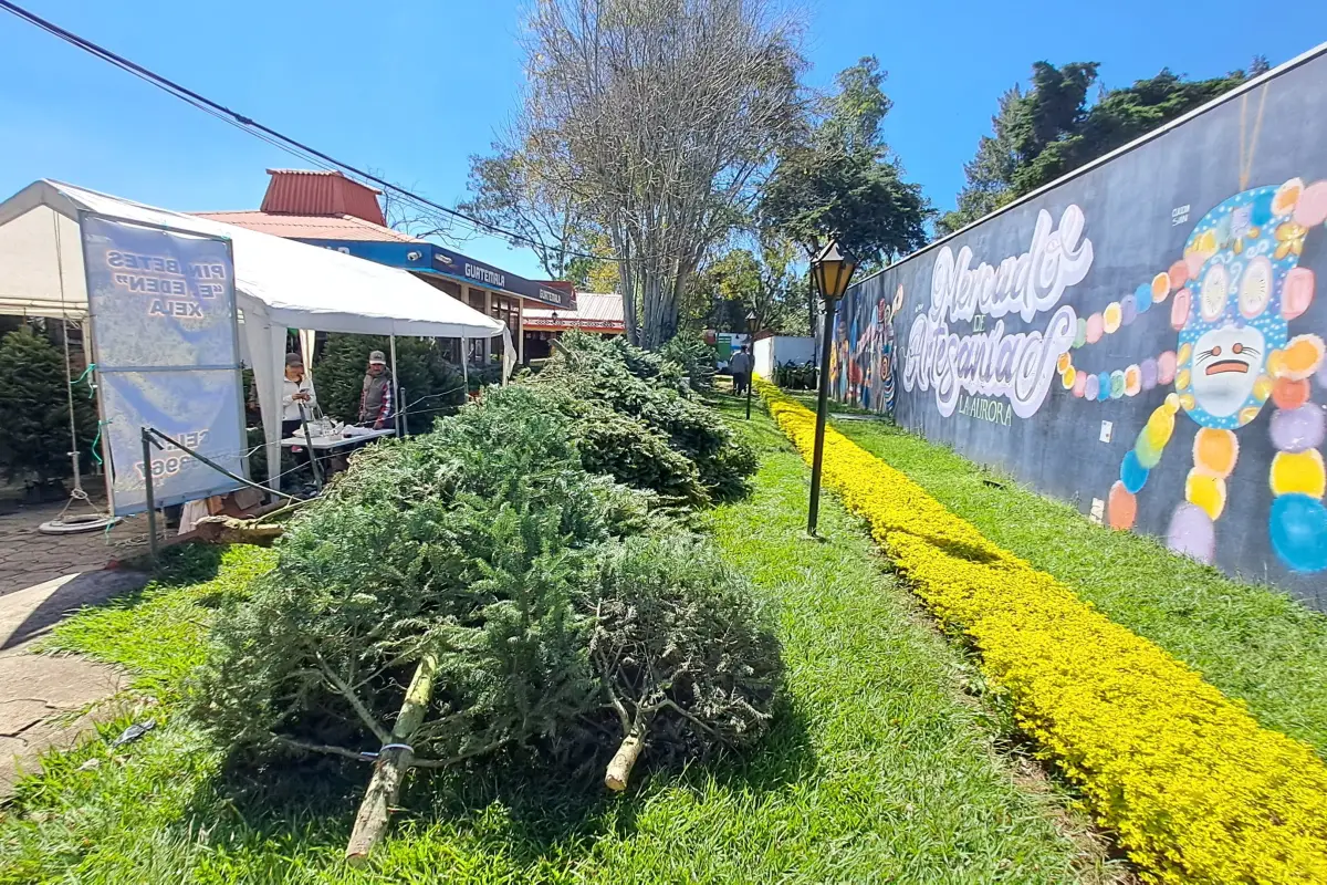 Las autoridades pidieron visitar las ferias del pinabete para comprar maderos legales., Omar Solís/Emisoras Unidas