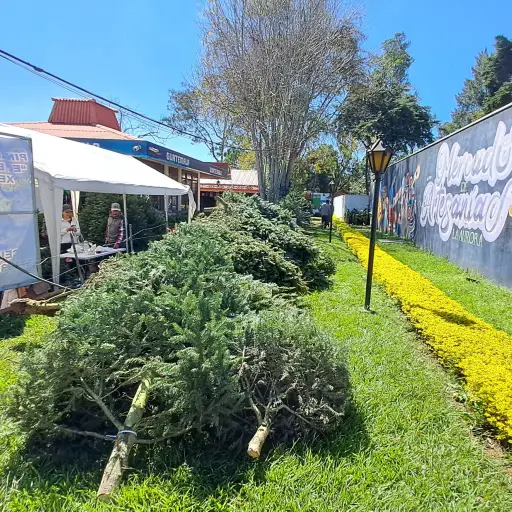 Las autoridades pidieron visitar las ferias del pinabete para comprar maderos legales. ,Omar Solís/Emisoras Unidas