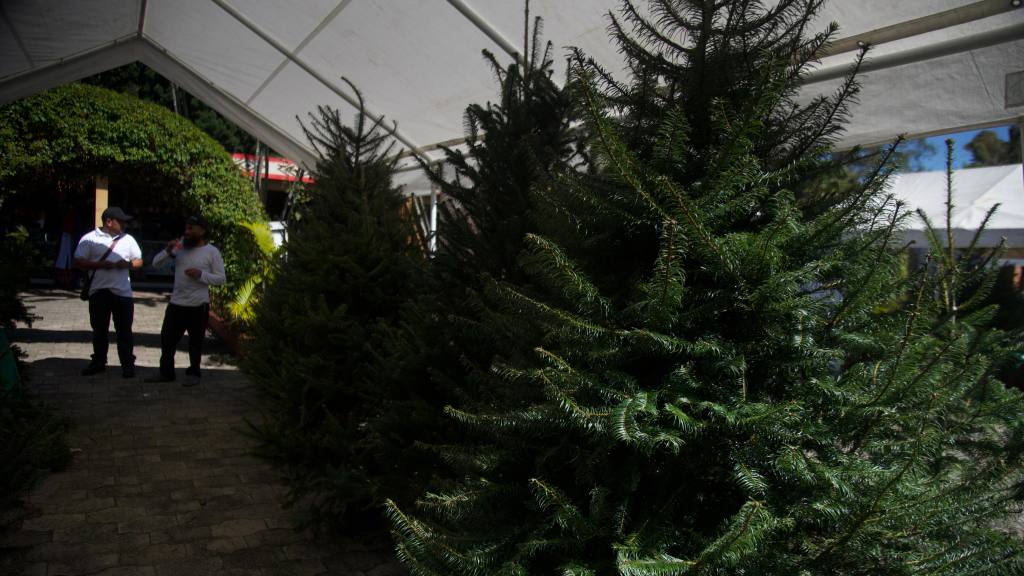 Inauguran las Ferias del Pinabete 2025 | Omar Solís/EU