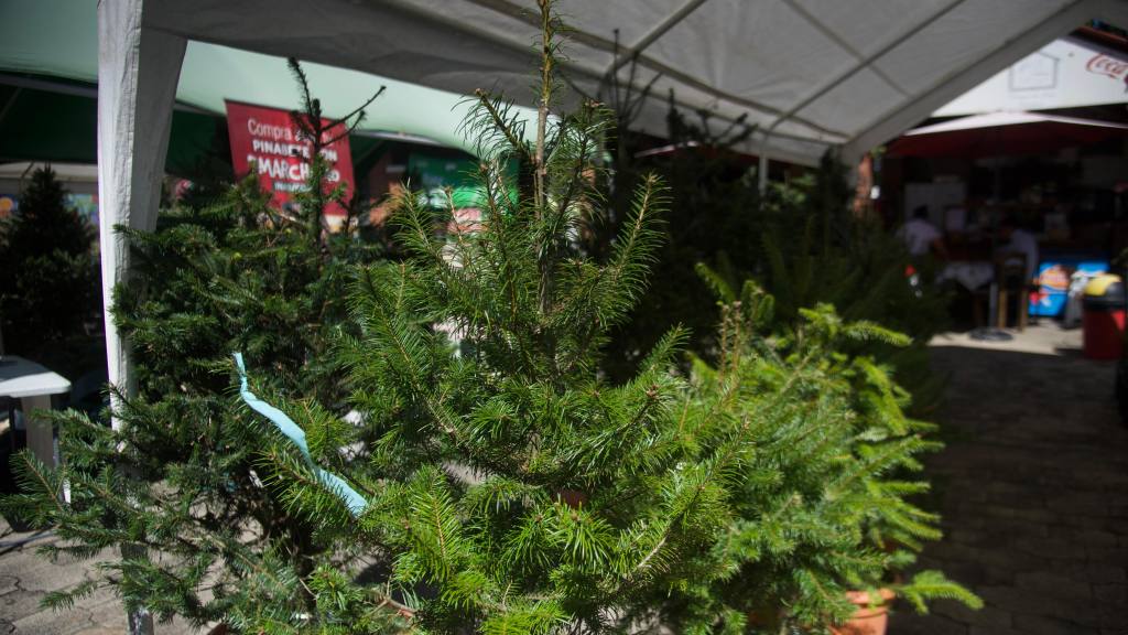 Inauguran las Ferias del Pinabete 2025 | Omar Solís/EU