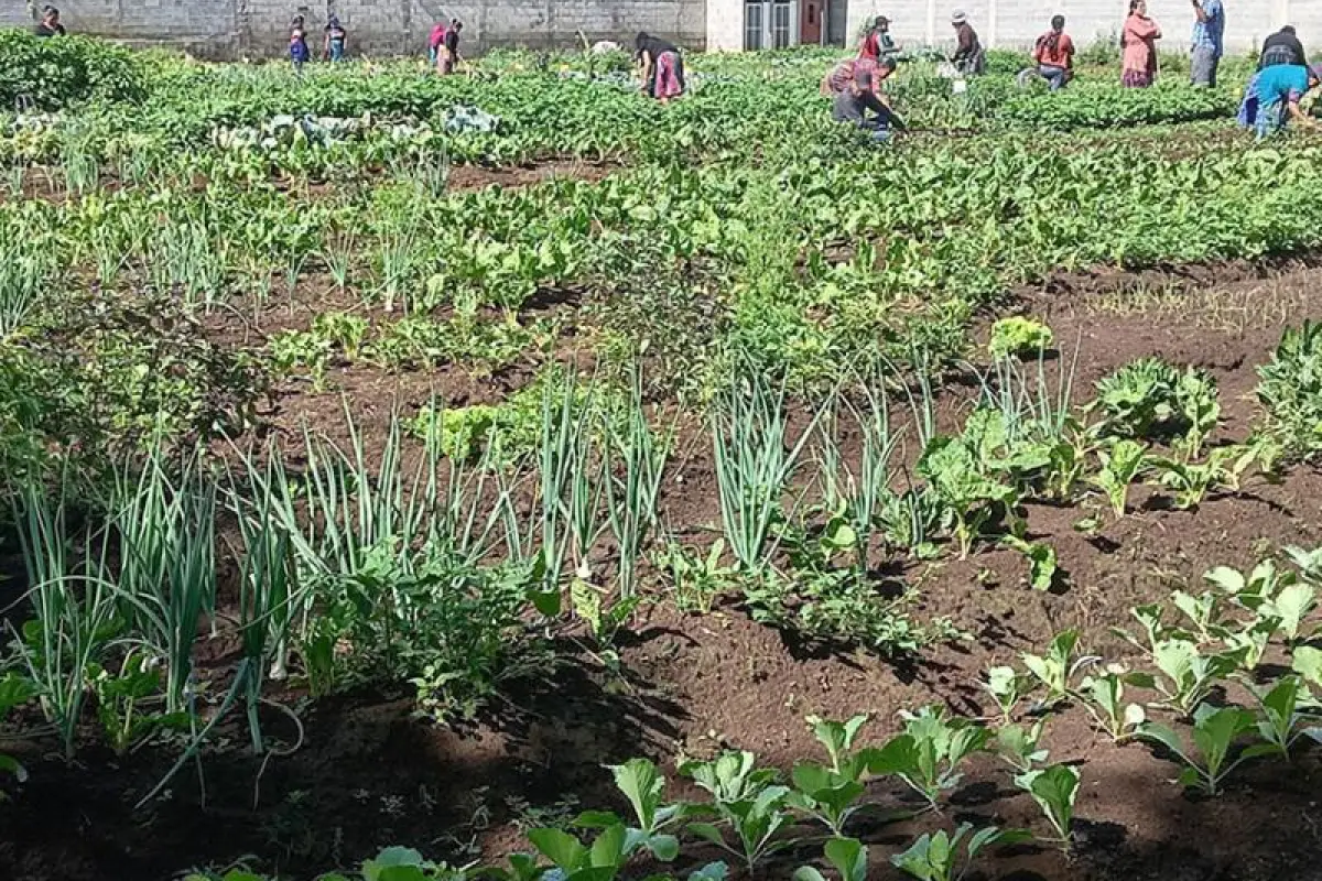 EL AGRO CRECERÁ 1.8 %, MENOS DE LA MITAD DEL PROMEDIO NACIONAL, Foto Archivo MAGA
